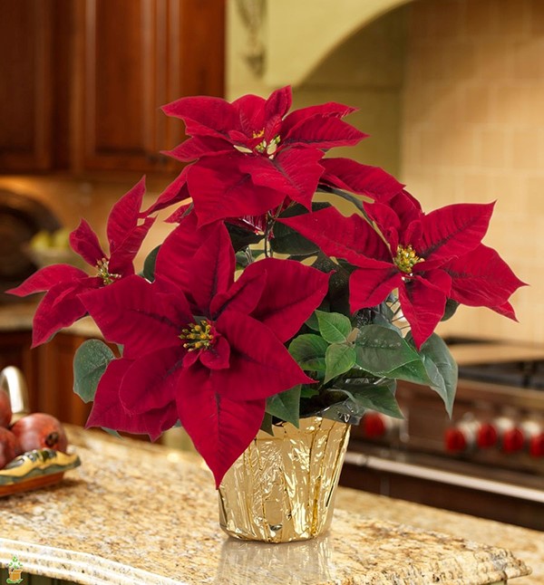 Christmas poinsettia